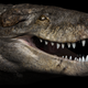 Paleoartistic restoration of the head of Razanandrongobe sakalavae. Unlike extant crocodilians, this terrestrial predator had a deep skull. Credit: Fabio Manucci.